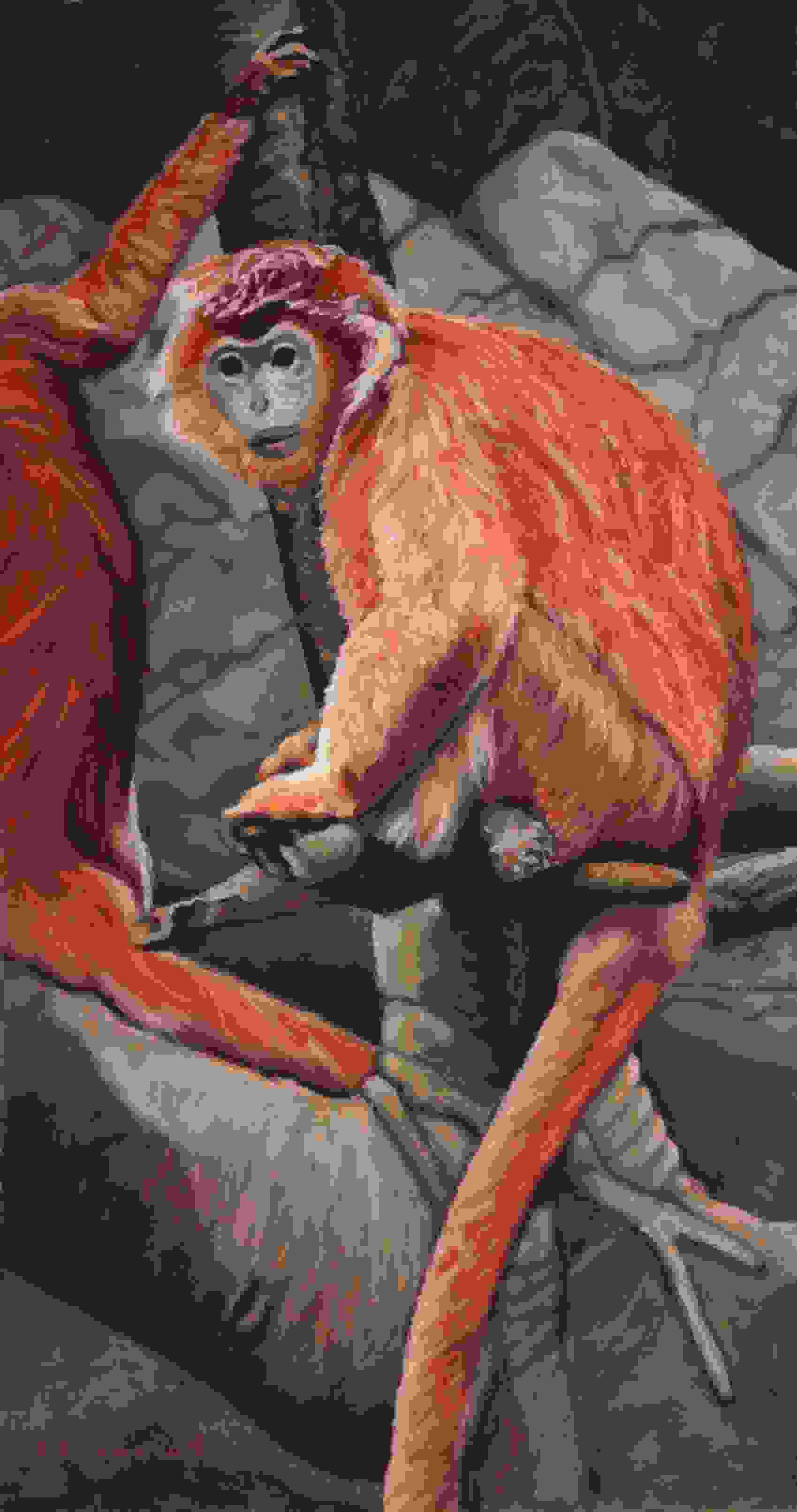 Ebony Langur